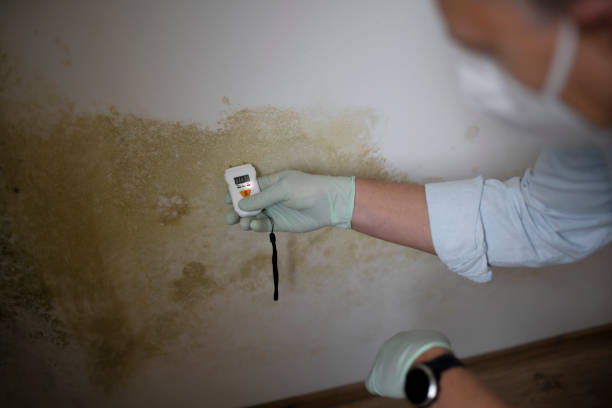 Mold Removal and Inspection in Pelham Manor, NY