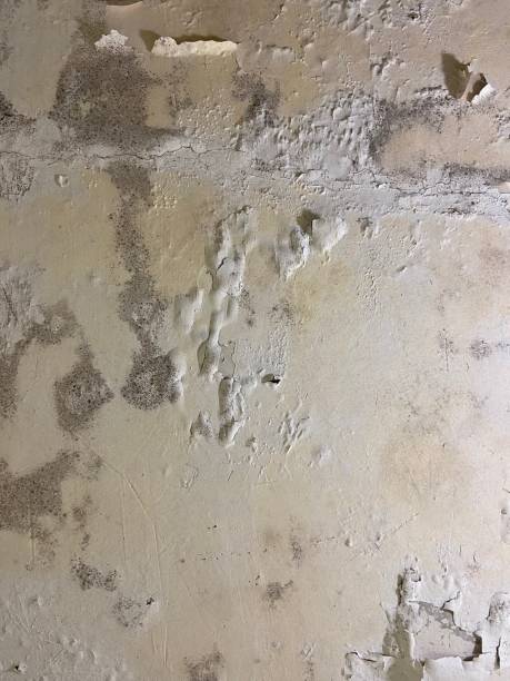 Best Attic Mold Removal  in Pelham Manor, NY