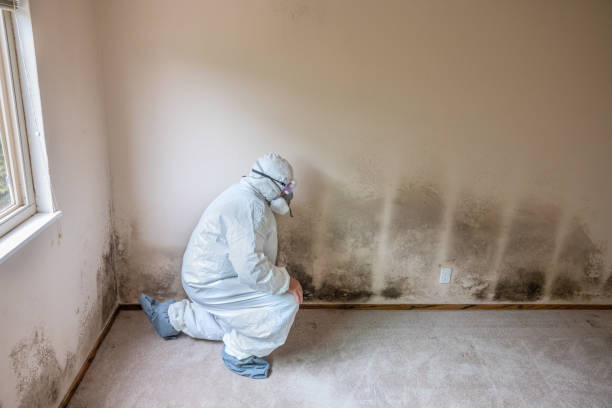 Best Mold Damage Repair  in Pelham Manor, NY